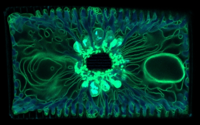 Molecular Life of Diatoms 8 - campaign visual