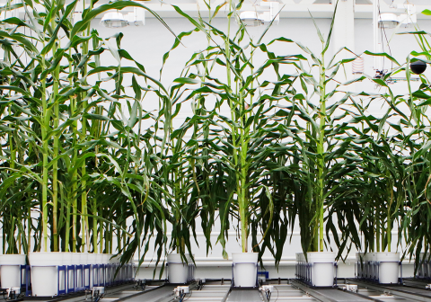 Translational Research in Crops, Ghent, Belgium