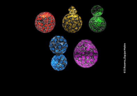 Developmental Biology Institut Curie 2024