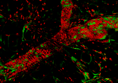 Campaign visual - The 4th Day of Intravital Microscopy