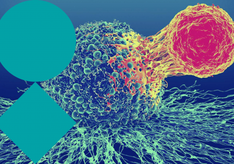 VIB Type 2 Immunity in Homeostasis and Disease